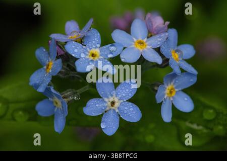 Morning Dewdrops On Forget-Me-Nots Close Up Stock Photo