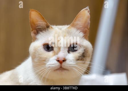 Odd-Eyed Cat Staring Straight Ahead Indoors with Curious Expression Stock Photo