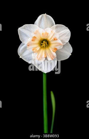 Daffodil on black background Stock Photo