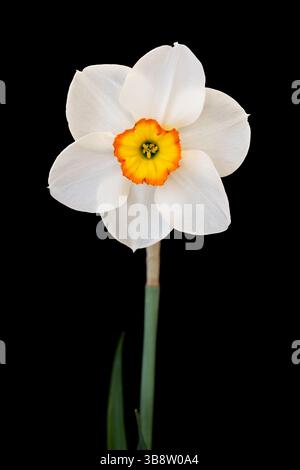 Daffodil on black background Stock Photo