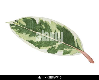Ficus Elastica Tineke Leaf botanical watercolor close up illustration. Botanical painting jungle design. Rubber plant isolated on white background. Na Stock Photo