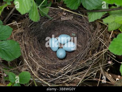 Song Thrush nest with four blue eggs, Turdus philomelos, Queen's Park, London, United Kingdom Stock Photo
