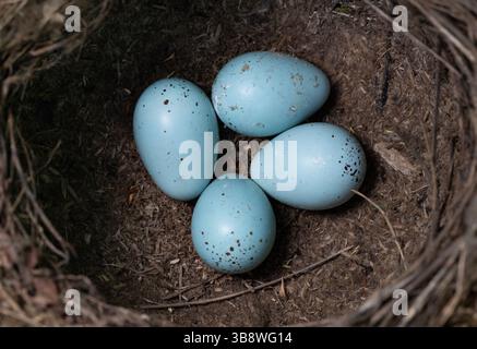 Song Thrush nest with four blue eggs, Turdus philomelos, Queen's Park, London, United Kingdom Stock Photo