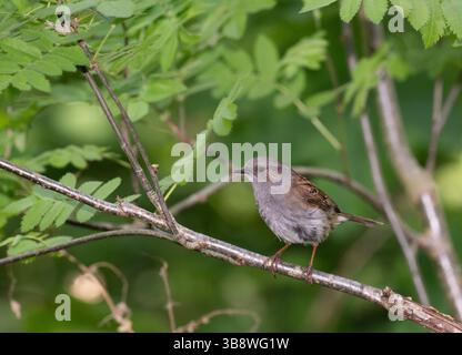 Adult Dunnock, Prunella modularis, perched on branch above nest hidden in bramble, Queen's Park, London, United Kingdom Stock Photo