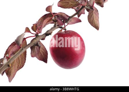 Fruit of red plum isolated on white. Prunus cerasifera var. pissardii Stock Photo