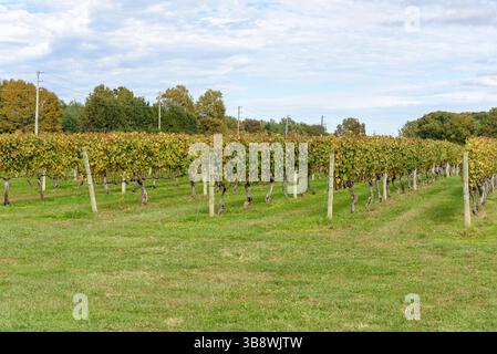 Rows of grapevines under partly cloudy sky in autumn Stock Photo