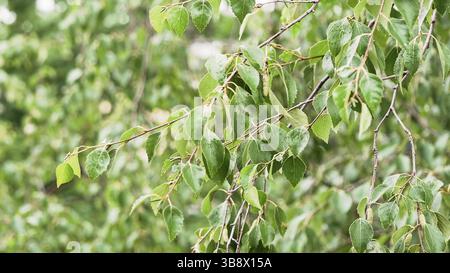 Birch with raindrops on leaves. Green birch leaves swaying in wind. Daylight, cloud. Birch branch after summer rain. Climate, weather, ecological conc Stock Photo