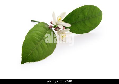 Lemon flower isolated on white background Stock Photo
