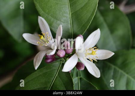 white flowers on lemon tree Stock Photo