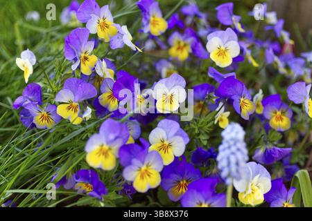 Horned violets (Viola cornuta) in purple and yellow Stock Photo