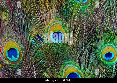 Close-up of peacock feathers background Stock Photo