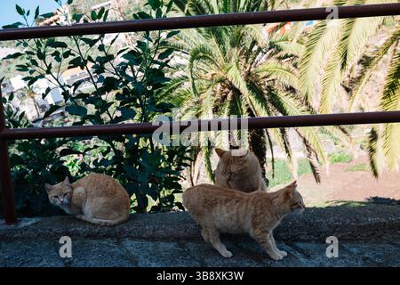 Three cats are sitting on a wall next to a palm tree. The cats are orange and seem to be resting Stock Photo