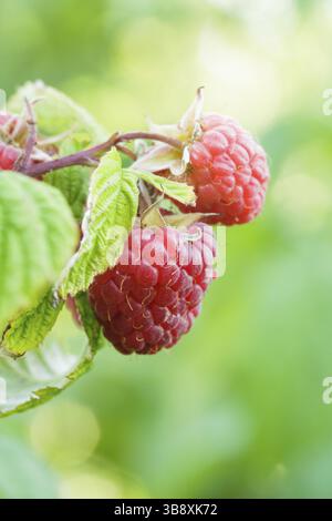 Red Raspberry Branch A close-up of raspberry branches with red and green raspberries in the ...