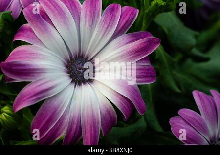 Close-up of Cape Daisy (Dimorphotheca ecklonis) flower. Stock Photo