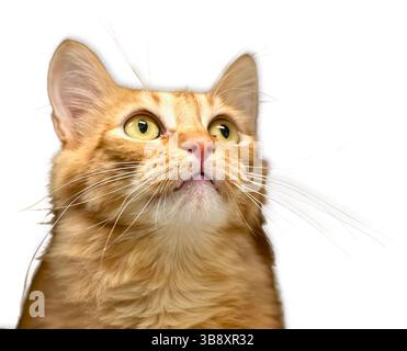 Golden tabby cat with bright yellow-green eyes and long whiskers looks upward in soft studio light, captured in a clean white backdrop for a striking Stock Photo