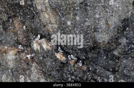 Black-legged kittiwake -  Rissa tridactyla - sheltering from snow on a cliff in Nusfjord, Lofoten, Norway Stock Photo