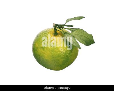 Green mandarin isolated on white background. Perfect fresh ripe green tangerine or king orange with leaves isolated on white with clipping path Stock Photo