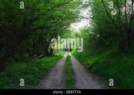 Scenic forest trail curving through pine and birch trees on a cloudy spring day. Peaceful woodland path surrounded by young trees and natural textures Stock Photo