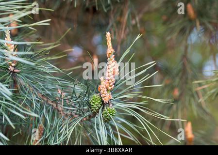 Pine spring male flowers and cones closeup selective focus Stock Photo