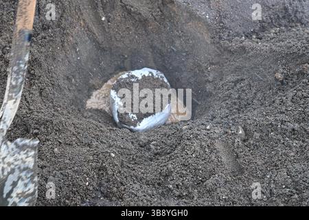 Geothermal bread making in Iceland. Stock Photo