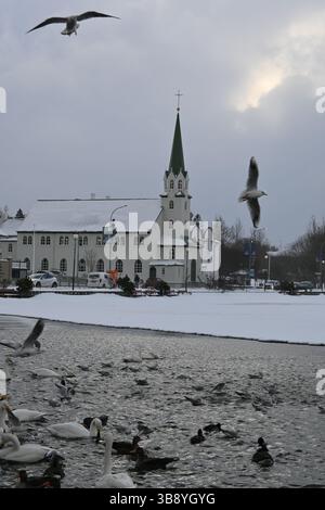 Reykjavik birds, Iceland. Stock Photo