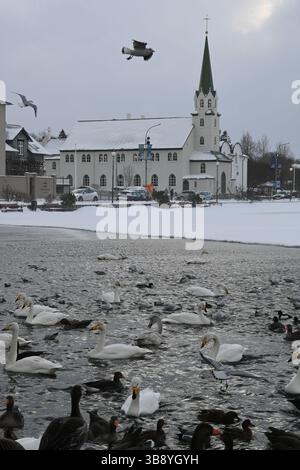 Reykjavik birds, Iceland. Stock Photo