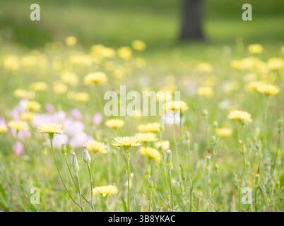 Close up of blooming Texas dandelions with common evening primrose and a tree trunk in the background. Photographed with a shallow depth of field in A Stock Photo