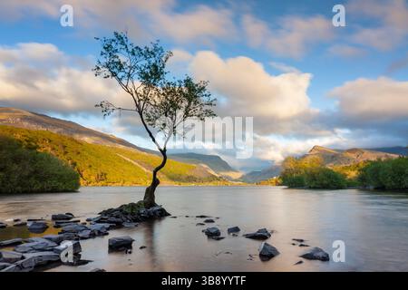 Sunset at the iconic lone tree on lake Padarn in Snowdonia National Park, Wales. Stock Photo