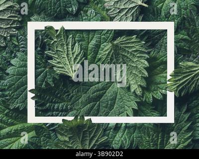 Beautiful creative layout made of nettle leaves with white frame. Nature concept. Top view or flat-lay. Copy space for text. Horizontal Stock Photo