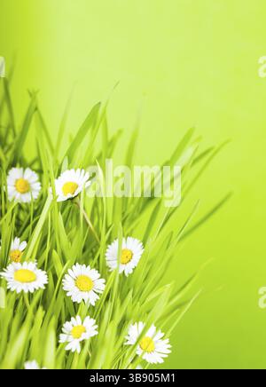 Wild daisy flowers in the grass closeup over green background Stock Photo