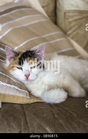 A red white cat lying on the soft sofa near a pillows in a room Stock Photo