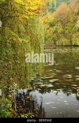 A view of lake bathed in golden light with a weeping willow tree in sharp focus in the foreground Stock Photo