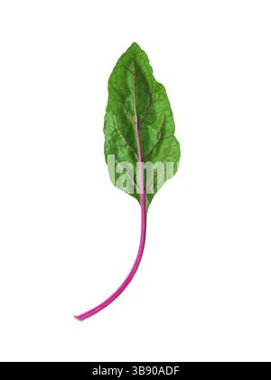 One swiss chard leaf isolated on white background. Fresh swiss rainbow chard with yellow and green colors, top view or flat lay Stock Photo