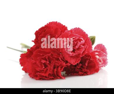 Red carnation flower isolated on white Stock Photo
