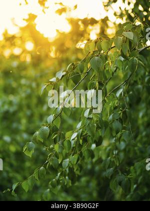 Beautiful green birch branches natural abstract bokeh background with copy space. Fresh foliage of thin gentle birch branches in sunset light. Yellow Stock Photo
