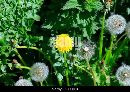 Dandelion flower and seed heads - taraxacum officinale - Taken May 2025 spring Stock Photo