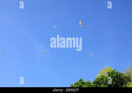 Several seagulls flying against blue sky background. Taken May 2025 spring Stock Photo