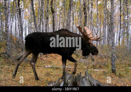 September 18, 2006, St. Louis County, MN, USA: Photo of a bull moose, captured by a trail camera. (Credit Image: © Brian Peterson/Minneapolis Star Tribune via ZUMA Press Wire) Stock Photo