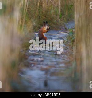 Red squirrel (Sciurus vulgaris) feeding on the wooden plank path in autumn. Stock Photo