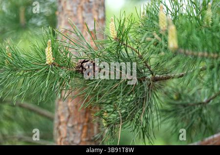 A close up shot of the branch of a pine tree with a pine cone on it. Pinus sylvestris. Stock Photo