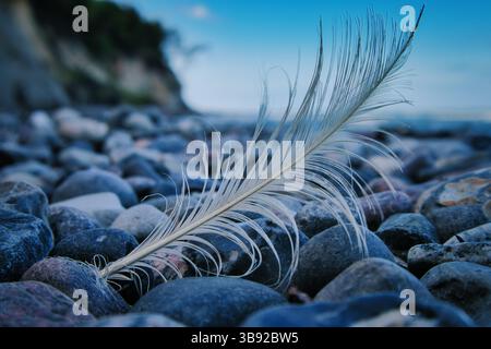 Feather on the beach with stones Stock Photo