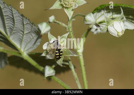 Female hoverfly, Migrant Aphideater, Eupeodes corollae, family Syrphidae on a flowering raspberry bush. Spring, May, Netherlands. Stock Photo