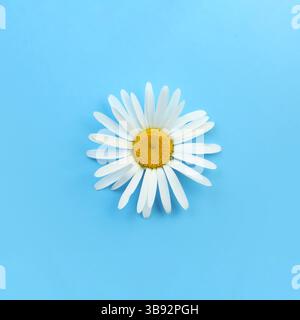 Single blooming daisy on blue background Stock Photo