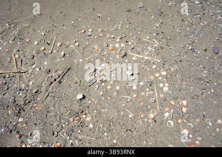 Sea Shells washed on beach in sand. Spain. Stock Photo