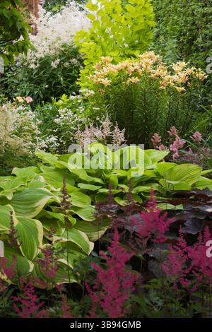 Border with Crimson Astilbe arendsii 'Fanal' flowers, Hostas 'Fragrant Bouquet', 'Moon Wave' and Lilium asiatic 'Latvia' - Lilies in backyard garden. Stock Photo
