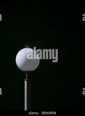 A globe light in the morning light at the Brownsville Marina. Stock Photo