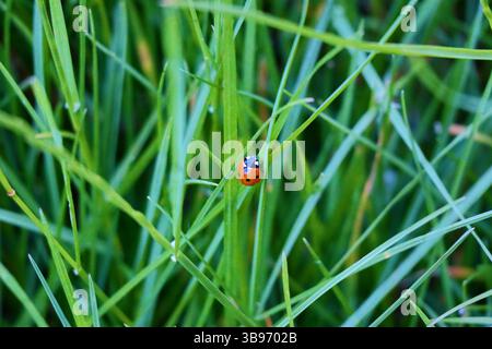 A small ladybug delicately perched on a blade of grass in a quiet garden, captured during a peaceful spring morning. Stock Photo