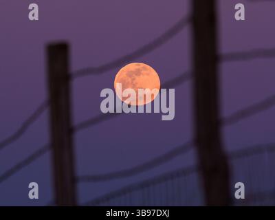 April 5, 2023, Moville, Iowa, USA: A full moon or pink moon rises in the distance behind a barbed wire fence Wednesday evening, April 5, 2023 in rural Woodbury County, Iowa. Reports indicate the pink moon was named after ground phlox flowers that bloom in early spring and was used by Native American tribes as a way to keep track of time. The moon will be its fullest April 6. (Credit Image: © Jerry Mennenga/ZUMA Press Wire) Stock Photo