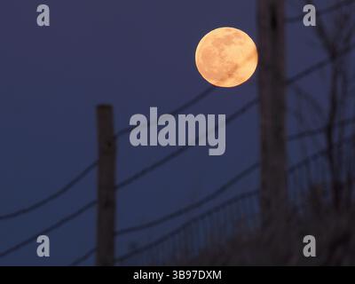 April 5, 2023, Moville, Iowa, USA: A full moon or pink moon rises in the distance behind a barbed wire fence Wednesday evening, April 5, 2023 in rural Woodbury County, Iowa. Reports indicate the pink moon was named after ground phlox flowers that bloom in early spring and was used by Native American tribes as a way to keep track of time. The moon will be its fullest April 6. (Credit Image: © Jerry Mennenga/ZUMA Press Wire) Stock Photo