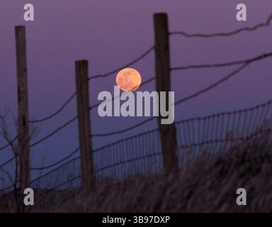 April 5, 2023, Moville, Iowa, USA: A full moon or pink moon rises in the distance behind a barbed wire fence Wednesday evening, April 5, 2023 in rural Woodbury County, Iowa. Reports indicate the pink moon was named after ground phlox flowers that bloom in early spring and was used by Native American tribes as a way to keep track of time. The moon will be its fullest April 6. (Credit Image: © Jerry Mennenga/ZUMA Press Wire) Stock Photo